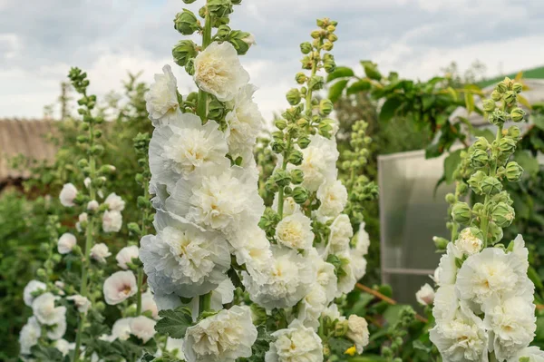 Alcea Rosea, beyaz lar içinde çift formda. Onlar popüler bahçe süs bitkisi vardır. Ayrıca hollyhock olarak da bilinir. Mavi gökyüzünün arka planında bahçede açan hollyhock çiçeklerin yakın çekimi