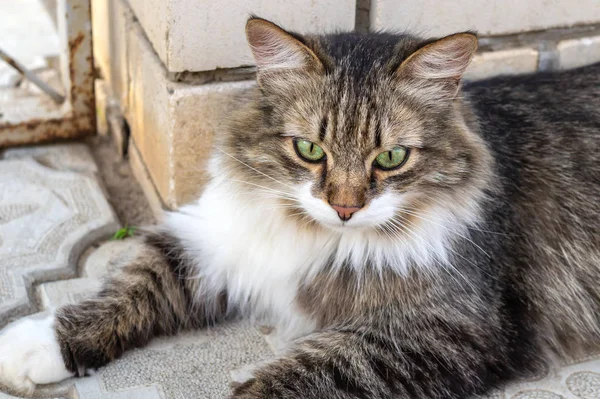 Gato macho tricolor fofo na rua. De cima motley lindo gato deitado na rua perto da parede olhando para longe — Fotografia de Stock