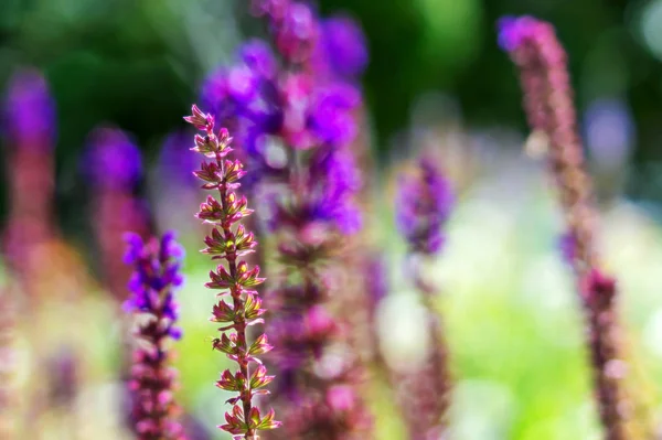 Verão florescendo lavanda lilás no campo, florescendo aroma violeta flores Lavandula fundo macio, foco seletivo — Fotografia de Stock