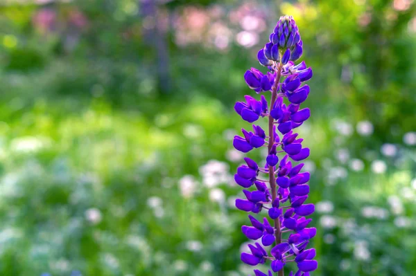 Campo de Lupino con flor púrpura. Solo altramuz. Altramuz violeta en el prado. Lupino o flor de altramuz primer plano con fondo borroso — Foto de Stock
