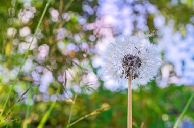Beyaz kabarık karahindiba tohumları yakın çekim gökyüzü ile bulanık yeşil doğa arka plan üzerinde üfleme. Seçici odaklama