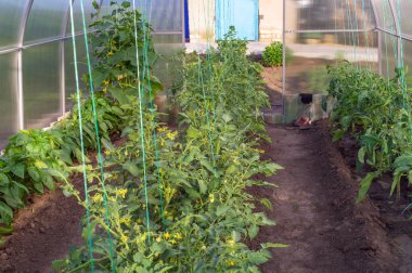 Yetişkin domates, salatalık ve tatlı biber ile bir bahçede küçük sera. Sağlıklı gıda ve eko ürünlerin döllenme