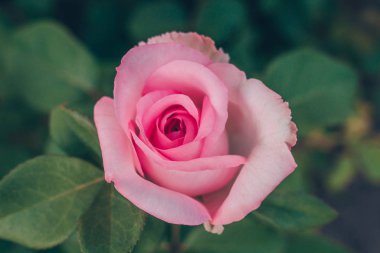 Bahçede açan güzel pembe gül. Yeşil dokulu arka plan üzerinde güzel pembe gül çiçeği yakın çekim. Bulanık etki. Seçici odaklama