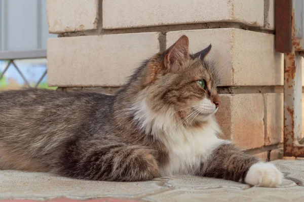 Пухнастий триколор чоловічий кіт на вулиці. Зверху строкатий шикарний кіт з зеленими очима лежить на вулиці біля стіни, дивлячись далеко — стокове фото