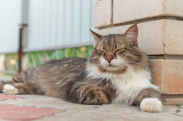 Pluizig driekleurige mannelijke kat op straat. Van bovenaf bonte prachtige kat liggend en rusten met gesloten ogen op straat in de buurt van de muur — Stockfoto