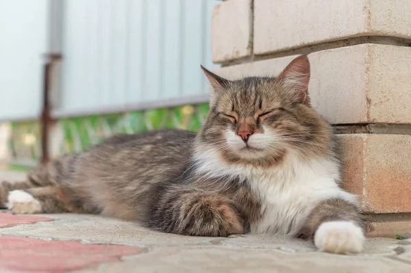 Fluffy tricolour male cat on street. From above motley gorgeous cat lying and resting with closed eyes on street near wall