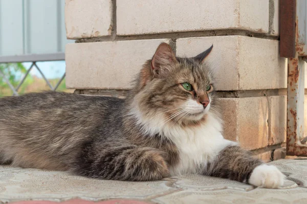 Pluizig driekleurige mannelijke kat op straat. Van boven Motley prachtige kat met groene ogen liggen op straat in de buurt van de muur op zoek weg — Stockfoto