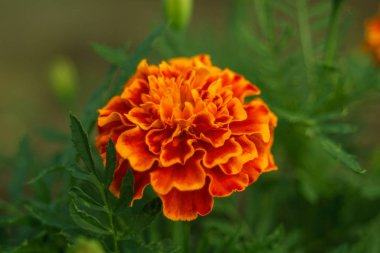 Fransız Marigold'un altın çiçeği, Tagetes patula. Tagetes bahçe çiçeği. Yeşil dokulu arka plan üzerinde güzel kadife çiçeği yakın çekim. Bulanık etki. Seçici odaklama
