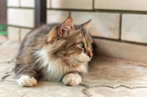 거리에서 푹신한 삼색 남성 고양이. 벽 근처 거리에 누워 녹색 눈을 가진 모틀리 화려한 고양이 위에서 멀리 찾고 — 스톡 사진