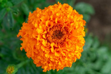 Fransız Marigold'un altın çiçeği, Tagetes patula. Tagetes bahçe çiçeği. Yeşil dokulu arka plan üzerinde güzel kadife çiçeği yakın çekim. Bulanık etki. Seçici odaklama