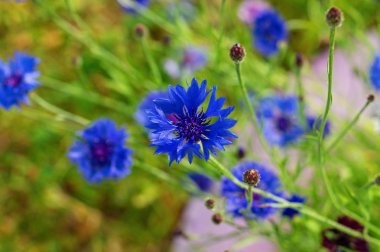Bir tarlada Blooming Cornflowers Centaurea cyanus. Yaz güneş ışığında güzel bir mavi Cornflowers yakın