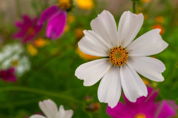 Beautiful white Cosmos flower in nature, sweet background, blurry flower background, white and deep pink cosmos. Cosmos Bipinnatus. Selective focus. Top view