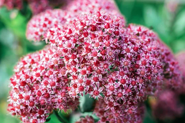 Macro foto van natuur bloeiende Bush Spiraea. Achtergrond textuur van een struik met bloeiende roze bloemen van Spirea. Mooie zomers bloem. Selectieve focus — Stockfoto