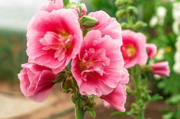 Alcea Rosea ou hollyhock, ou malva. Uma forma dupla em rosa. Eles são plantas ornamentais de jardim populares. Close-up de flores hollyhock florescendo no jardim de verão — Fotografia de Stock