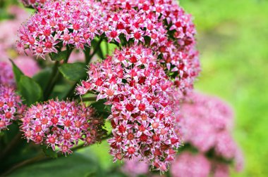 Güzel yaz çiçekleri. Doğanın çiçekli çalı Spiraea 'sının makro fotoğrafı. Spirea 'nın çiçek açan pembe çiçekleri olan bir çalılığın arka plan dokusu. Seçici odak