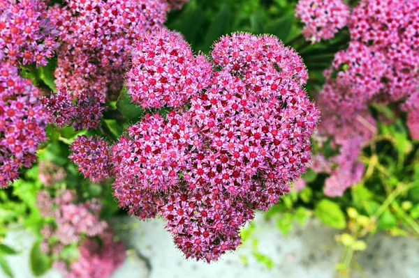 Macro photo of nature flowering bush Spiraea. Background texture of a bush with blooming pink flowers of Spirea. Beautiful summers flower. Selective focus — Stock Photo, Image