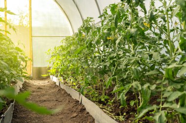 Bahçedeki serada taze domates yetişiyor..