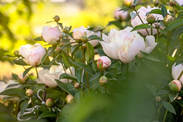 Vackra vita blommor pioner blommar i trädgården. — Stockfoto