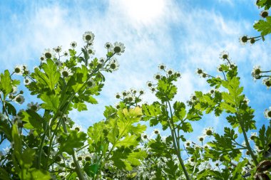 Papatyalar, açık mavi gökyüzüne karşı bir çayırda yetişir. Yaz çiçekleri papatyalar, ilaç bitkileri güneşe doğru büyür. Kopyalama alanı olan doğa arkaplanı. Yaz manzarası.