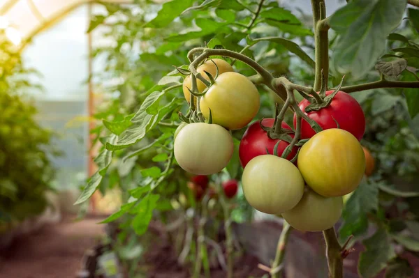 Belos tomates vermelhos maduros cultivados em estufa. Fundo bonito. — Fotografia de Stock