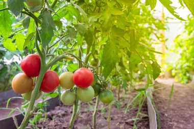 Serada yetişen güzel kırmızı domatesler. Güzel arka plan. Olgun ve olgun domatesler bir serada toplanmaya hazır. Sağlıklı ve ekolojik gıda ve bahçe işleri kavramı..