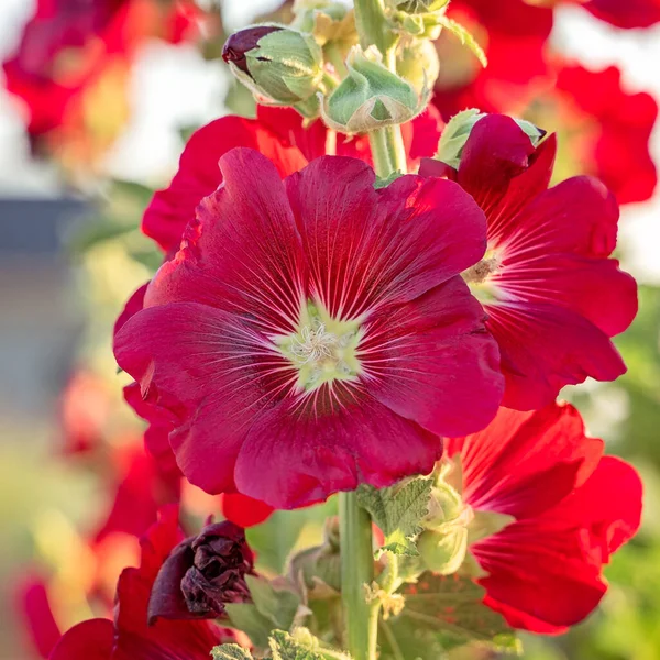 Alcea Rosea Cor Vermelha Popular Jardim Ornamental Planta Malva Hollyhock — Fotografia de Stock