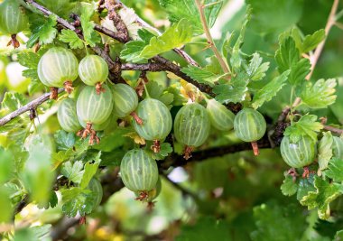 Bektaşi üzümü. Taze ve olgun organik bektaşi üzümleri bahçede yetişiyor..
