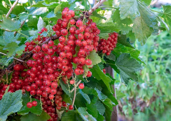 Červené Bobule Rybízu Větvi Kapkami Dešti Pojem Příroda Organické Potraviny — Stock fotografie