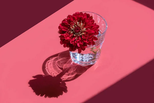 Un bicchiere con acqua e profondo fiore rosso Dahlia su sfondo rosa. — Foto Stock