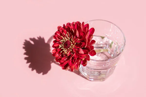 ピンクの背景に水と深い赤い花ダリアを持つガラス。影の強い光の中で最小限の花の概念. — ストック写真