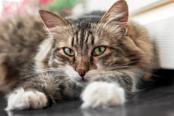 Gato fofo deitado na parede da casa. Retrato de um belo gato com olhos verdes close-up, ele está olhando para a câmera . — Fotografia de Stock