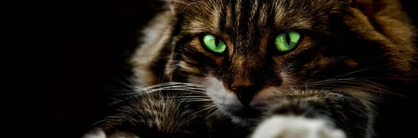 Dark spaventoso ritratto di un gatto con gli occhi verdi brillanti primo piano, Egli sta guardando in macchina fotografica. Concetto Halloween. — Foto Stock