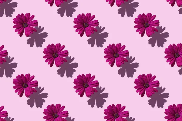 Бесшовный узор красивого фиолетового цветка Далия на мягком фиолетовом фоне. — стоковое фото