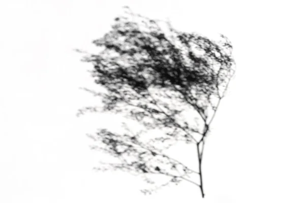 Graue Schatten Des Zweiges Getrockneter Blumen Auf Weißem Hintergrund Overlay — Stockfoto