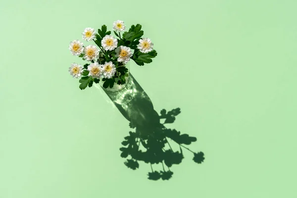 在有阴影的硬光照下的极小花朵概念 药用洋甘菊在玻璃杯中的成分 在淡绿色或薄荷色背景下 顶部视图 复制空间 — 图库照片