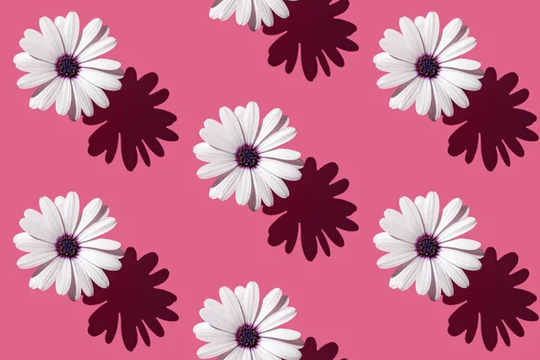 Απρόσκοπτη μοτίβο ενός όμορφου λευκού λουλουδιού Asteraceae ή Aster σε βαθύ ροζ φόντο. — Φωτογραφία Αρχείου