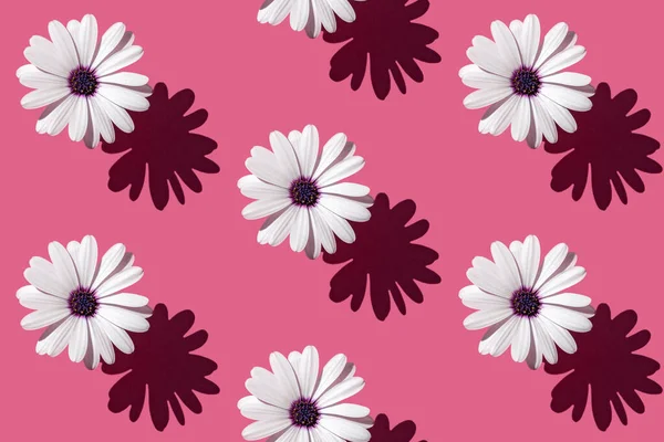 Güzel beyaz bir çiçeğin kusursuz deseni Asteraceae veya derin pembe arka planda Aster..