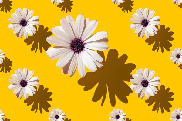 Modello senza cuciture di un bel fiore bianco Aster su sfondo giallo brillante. — Foto Stock