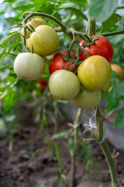Serada yetişen güzel kırmızı domatesler. Güzel arkaplan.