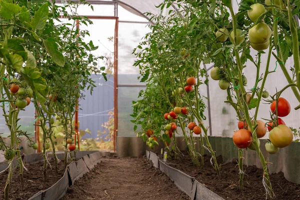 Serada yetişen güzel kırmızı domatesler. Güzel arkaplan. — Stok fotoğraf