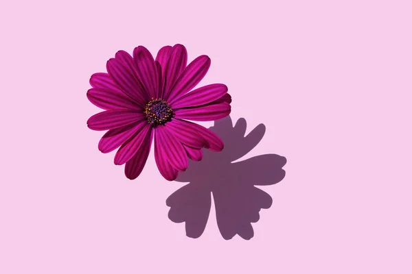 Uma Bela Flor Roxa Dahlia Fundo Roxo Macio Conceito Flores — Fotografia de Stock
