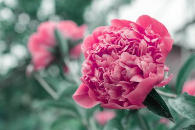 Bahçede açan pembe şakayıklar.