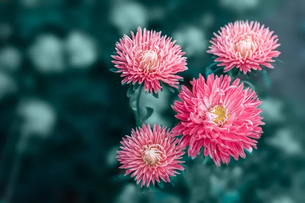 정원에 있는 아름다운 분홍색 꽃 아스터의 풍경. — 스톡 사진