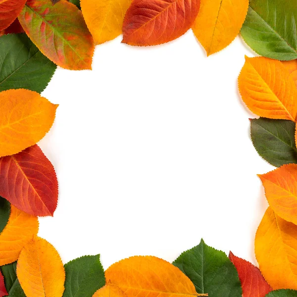 Beyaz arka planda sonbahar yapraklarından yapılmış yaratıcı bir düzen. Renkli sonbahar yapraklarının sınır çerçevesi beyaza izole edilmiş. Düz yatıyordu. Doğa konsepti. Kare biçimi.