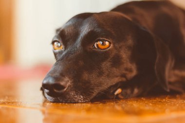 Çok güzel ve nazik siyah köpek üzgün bakışla portresi. Evlat edinmek için bekliyor veya terkeden sahibini bekliyor. İnsanın en iyi dostu.