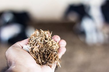 Sığır yetiştiricisi Kompost Ahır sisteminde talaş ve kompost gübreanaliz. Çiftlik hayvanlarının hapsedilmesi sütte daha yüksek verimlilik ve kalite sağlar