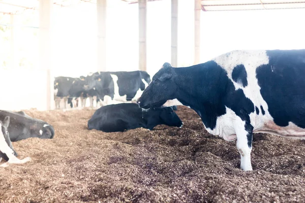 Vacas lecheras en el Granero Compost: un sistema de confinamiento que garantiza comodidad a los animales y mayor productividad y calidad de la leche — Foto de Stock