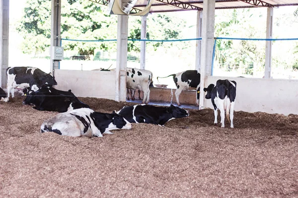 Vacche da latte nel fienile del compost: un sistema di confinamento che garantisce comfort agli animali e una maggiore produttività e qualità del latte — Foto Stock