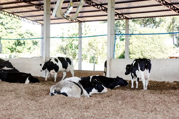 Vacas lecheras en el Granero Compost: un sistema de confinamiento que garantiza comodidad a los animales y mayor productividad y calidad de la leche — Foto de Stock