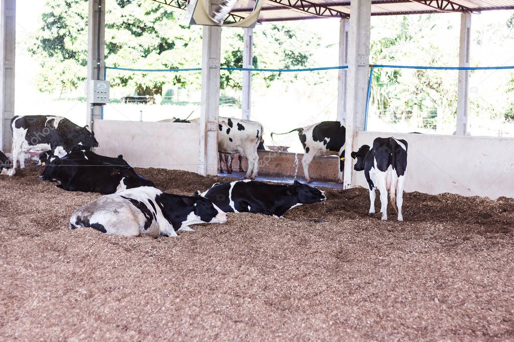 Milk cows in the Compost Barn: a confinement system that ensures comfort to the animals and higher productivity and milk quality